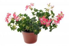 vy geraniums are tender perennials with somewhat brittle, trailing stems that spread to as much as 3’ wide. They feature thick, lobed, medium green, ivy-like leaves and clusters of single or double flowers in shades of red, pink, lilac or white. Flowers a