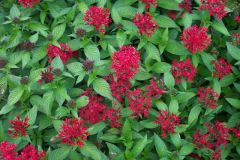 Native from Yemen to East Africa, Egyptian star cluster or star flower is a tropical woody-based perennial or subshrub that grows 3-6’ tall in its native habitat, but more typically to 1-2’ tall in beds or containers in the St. Louis area. It is a many-br