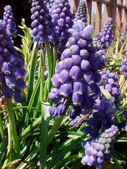 grape hyacinth (bulb)