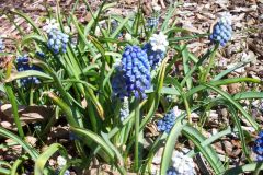 Native to southeastern Europe, this species of grape hyacinth is a perennial bulb that features conical racemes of slightly fragrant, tightly packed, deep violet blue, urn-shaped flowers atop scapes rising to 8” tall in early spring. Each bulb produces 1-