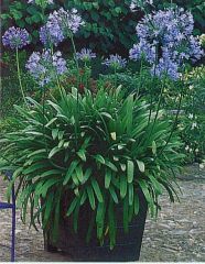 Agapanthus species and hybrids