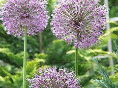 They can vary in height between 5 cm and 150 cm. The flowers form an umbel at the top of a leafless stalk. The bulbs vary in size between species, from very small (around 2–3 mm in diameter) to rather large (8–10 cm). Some species (such as Welsh onion, A.
