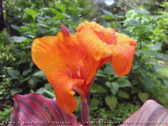 canna; canna lily (rhizome)
