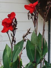 Cannas are large tropical plants that produce gladiolus-like flower spikes in summer atop erect stems sheathed in large paddle-shaped leaves. Plants sold in commerce are mostly hybrids ranging from 1.5' tall dwarfs to 8' tall giants. Flower colors typical