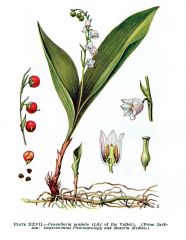 lily-of-the-valley (rhizome)