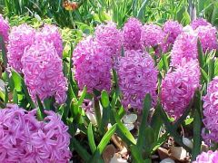 common hyacinth (bulb)