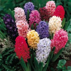 Hyacinth, Dutch hyacinth or garden hyacinth is a spring flowering bulb that produces spikes of flowers noted for their intense, often overpowering, fragrance. Typically grows 6-10” tall. Each bulb sends up 3-4 strap-shaped green leaves in early spring and