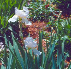Iris hybrids