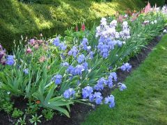 bearded iris; hybrid iris (rhizome)