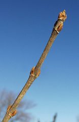duck-foot leaf shape
exfoliating orange tinted bark

opposite, 3-lobed, 1.5" to 3" long
leaf base rounded, lobes point forward, looks like a duck foot
leaf shape varies considerably on different individuals
shiny, bright green when mature, emerge wi