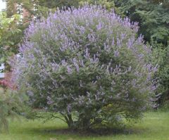 Open; irregular to rounded large shrub or small tree
	Flower/Fruit: Lilac, pale violet, white flowers on 6 to 10" racemes in summer
	Foliage: Opposite, compound palmate dark gray-green leaves; 5 to 7 leaflets; aromatic
