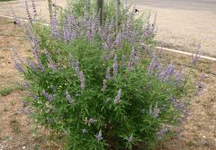 The leaves are 3-4 in (7.6-10 cm) in diameter and palmately compound with 5 to 7 fingerlike leaflets. Also called sage tree, the foliage is likewise aromatic and is typically grey-green to dark green above and lighter on the undersides. The leaves also be