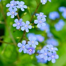 Siberian bugloss is a rhizomatous, clump-forming perennial which features small, forget-me-not-like flowers (light blue with yellow centers) in airy, branched racemes rising well above the foliage on slender stems to 18" tall in spring. Basal, heart-shape