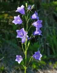 Peach-leaved bellflower is a rosette-forming, upright, glabrous perennial that typically grows on stiff sturdy stems to 1 1/2 - 3' tall.  Large, outward facing, broad bell-shaped flowers (to 1.5”) in shades of white to blue bloom in open, slender, termina