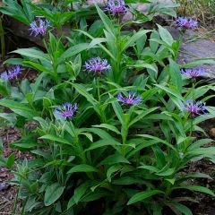 mountain bluet; perennial cornflower