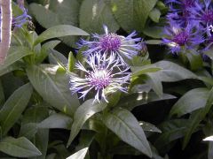 Centaurea montana is an erect, stoloniferous, clump-forming perennial which features solitary, fringed, rich blue cornflowers (2" diameter) with reddish blue centers and black-edged involucre bracts. Flowers appear in late spring atop unbranched stems typ