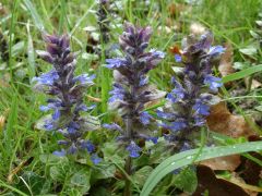 Common bugleweed is a dense, rapidly spreading, mat-forming ground cover which features shiny, dark green leaves. Whorls of tiny, blue-violet flowers appear in mid to late spring on spikes rising above the foliage to 10". Cultivars of this species feature
