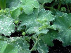Lady's mantle is a clump-forming perennial which typically forms a basal foliage mound (6-12" tall ) of long-stalked, circular, scallop-edged, toothed, soft-hairy, light green leaves (to 6" across) each with 9-11 shallow rounded lobes. Tiny, apetulous, st