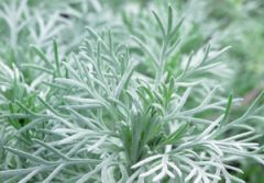 Silvery, aromatic foliage is finely textured with silky pubescence.