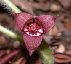 Wild ginger is a Missouri native spring wildflower which occurs in rich woods and wooded slopes throughout the State. Basically a stemless plant which features two downy, heart-shaped to kidney-shaped, handsomely veined, dark green, basal leaves (to 6" wi