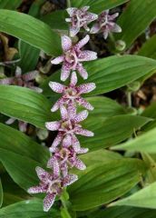 Toad lily is perhaps best known for its unique flowers, ability to bloom in shade and late summer to early fall bloom time. Features small, lily-like flowers (1 inch long) with six showy tepals (similar appearing sepals and petals). Flowers appear in the 