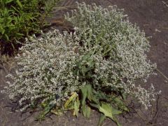 Sea lavender is a rosette-forming perennial with mid- to dark-green leaves to 12 inches long, occasionally to 24 inches. Deep lavender-blue flowers are borne in panicles made of spikelets on wiry stems.