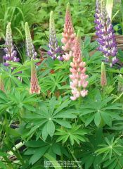 Russell hybrid lupines are widely available and available in myriad colors. They produce spikes of pea-like flowers in early and midsummer on 30-36-inch plants.