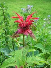 Beebalm is native to eastern North America and typically occurs in bottomlands, thickets, moist woods and especially along streambanks. A somewhat coarse, clump-forming, mint family member that features tubular, bright scarlet-red flowers borne in dense, 