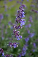 This hybrid Nepeta (sometimes commonly called catmint) is a mounding, bushy perennial growing 1-2' tall. Features small, abundant, two-lipped, trumpet-shaped, soft lavender flowers arranged in loose, interrupted racemes (to 6") atop square, leafy stems wi