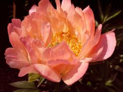 Peonies are classified according to flower form. All peonies have five or more large outer petals called guard petals and a center of stamens or modified stamens. Single forms have centers of pollen-bearing stamens. Centers of semi-double forms consist of