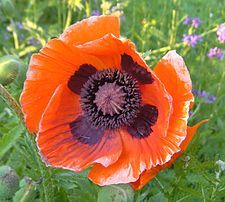 Oriental poppies throw up a mound of finely cut, hairy foliage in spring. After flowering the foliage dies away entirely, a property that allows their survival in the summer drought of Central Asia. Late-developing plants can be placed nearby to fill the 