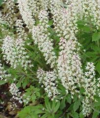 Tirarella are shade garden all-stars. Maplelike leaves usually marked with darker veining or pronounced crimson pattern. Panicles of starry flowers are held well above the foliage. Perfect under deciduous shrubs that get some sunlight under them. Non-cree