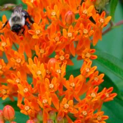 Butterfly weed is a tuberous rooted, Missouri native perennial which occurs in dry/rocky open woods, glades, prairies, fields and roadsides throughout the State (Steyermark). It typically grows in a clump to 1-3' tall and features clusters (umbels) of bri