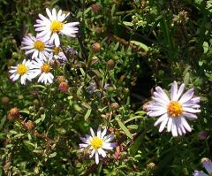 The specific epithet, novi-belgii, arose when the state of New York was once known as New Belgium. The smooth or nearly glabrous leaves differentiate them from New England asters. The leaves clasp the stem similar to New England asters, but flowers normal