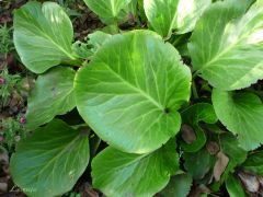The name comes from the Latin words “crass” which means “thick” and “folia” meaning “leaves” in reference to its thick leaves. The plant forms a low mound of bold, leathery, spoon-shaped green leaves, which often turn bronze during winter, especially in c