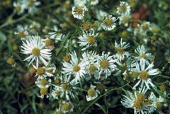 Boltonia (also commonly called false aster) is a tall, rhizomatous perennial which is native to the eastern U.S. and typically occurs in wet prairies, wet meadows, marshes, stream banks and pond peripheries. Linear, lance-shaped, grayish-green leaves (to 