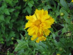 Bigflower coreopsis is an erect or ascending, highly-branched, glabrous perennial 1-3 ft tall with slender stems arising from a short rhizome. The opposite leaves are pinnately compound or deeply lobed, the divisions linear or lanceolate. The basal and lo
