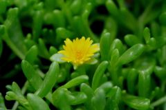 Native to certain mountainous areas of South Africa, this ice plant is a succulent, mat-forming species that reportedly has the best winter hardiness of the ice plants currently in cultivation. It typically grows to only 2” tall but spreads to 20” wide. F