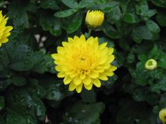 Chrysanthemum x grandiflorum