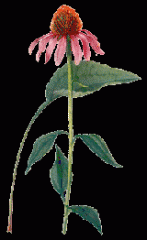 Purple coneflower is a Missouri native plant which occurs in rocky open woods and prairies throughout the State. Large, daisy-like flowers with slightly drooping, rose purple petals (ray flowers) and large, coppery-orange central cones. Long summer bloom 