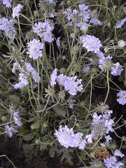 The small scabious is a short lived perennial that grows in a clump to 2 ft (0.6 m) tall and 3 ft (0.9 m) wide. It is much branched and has gray-green, rather hairy leaves. The basal leaves are lance shaped, 2-6 in (5.1-15.2 cm) long, and the stem leaves 