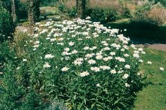 The ever popular shasta daisy is a robust perennial which gets 2-3 ft (0.6-0.9 m) tall and grows in a bushy clump with foliage spreading about 18" across. Shasta daisies bloom over a long period from early summer to autumn with happy bright white flowerhe
