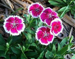Species plants grow to as much as 30" tall and feature pink to lilac flowers with fringed petals and a purple eye. Most of the China pink cultivars available in commerce today are bushy compact plants that typically grow in mounds or clumps to 6-12" tall 