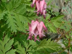 Fringed bleeding heart is a native wildflower of the eastern United States that typically occurs on forest floors, rocky woods and ledges in the Appalachian Mountains. Features deeply-cut, fern-like, grayish-green, foliage which persists throughout the gr
