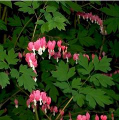 This species of bleeding heart has been a common, old garden favorite for many years. It features graceful, soft green foliage that is less deeply divided than most other Dicentra species, and 1" long, rose pink, nodding, heart-shaped, flowers with protru