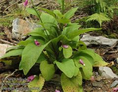 When grown from seed, this biennial foxglove produces only a basal rosette of light green, oblong leaves in the first year. Flowers are borne in the second year in terminal, one-sided racemes atop leafy, 2-4' tall (infrequently to 5') spires arising from 