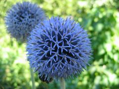 This compact species has cobweb-like, woolly foliage. The unique spherical flowerheads appear steely blue before maturing to a brighter blue. The late summer flowers add charm of form and texture to a mixed border.