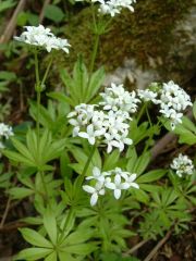 Sweet woodruff is a mat-forming perennial that is most often grown as a ground cover in shady areas. Plants typically grow 8-12" tall and feature fragrant, lance-shaped, dark green leaves in whorls of 6-8 along square stems. Small, fragrant, 4-petaled, wh