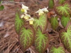 This epimedium hybrid (sometimes commonly called bicolor barrenwort) is a cross between E. grandiflorum and E. pinnatum subsp. colchicum. It is a rhizomatous, clump-forming perennial which typically grows 8-12" tall and is primarily used as a ground cover