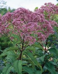 Joe Pye weed is a tall Missouri native perennial that occurs in low moist ground, wooded slopes, wet meadows and thickets and stream margins throughout the State (Steyermark). It is an erect, clump-forming perennial which typically grows 4-7’ tall and fea